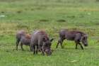 A group of warthogs-Phacochoerus aethiopicus-foraging Masai Mara National Reserve-Kenya Art Print